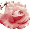 Cartonnettes - Roses