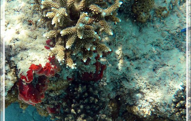 Snorkeling à Nosy Tsarabanjina : Éponge rouge encroûtante à éminences coniques (Scopalina rubra) - Archipel Mitsio - Madagascar