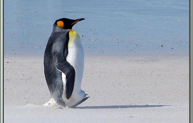 Manchot Royal Culbuto (Aptenodytes patagonicus culbutolus) - Volunteer Point - Falkland Islands, Iles Malouines, Islas Malvinas