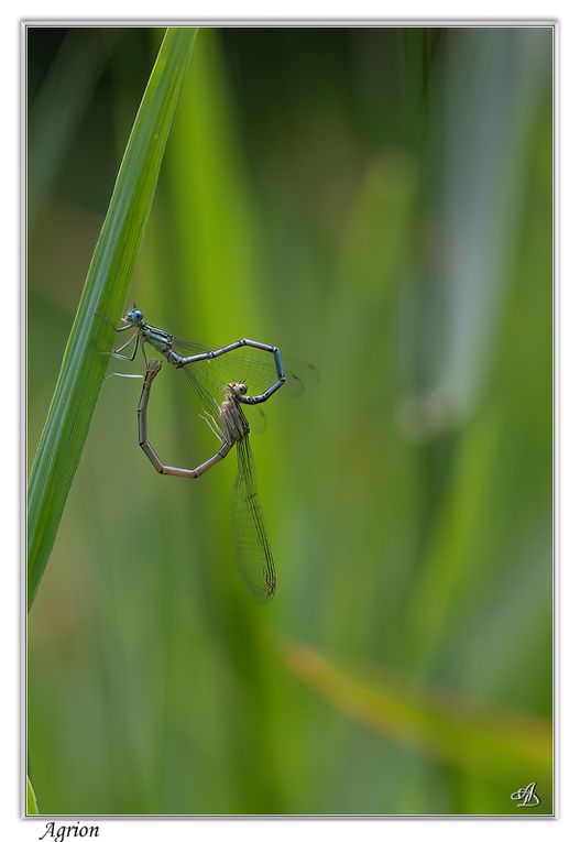 03 - Insectes
