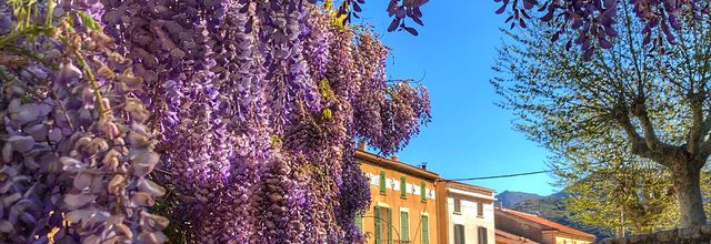 Sur les murs, il y avait des glycines (wisteria)