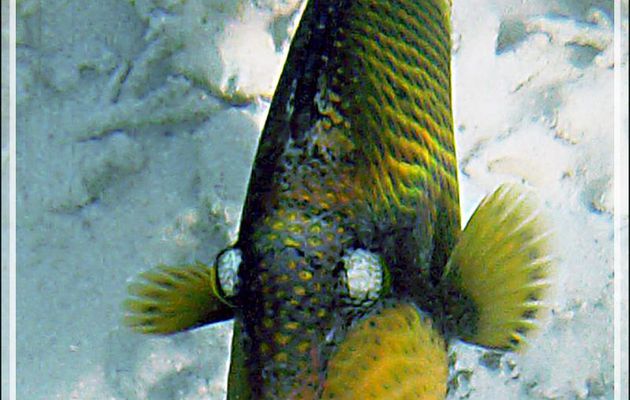 Baliste à moustache ou titan, Giant trigger-fish (Balistoides viridescens) - Snorkeling à Thudufushi - Atoll d'Ari - Maldives