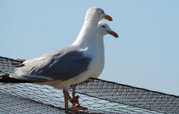 un couple de goélands 