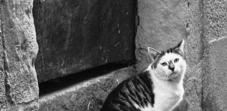 Chats incompris