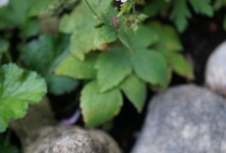 Adorable géranium