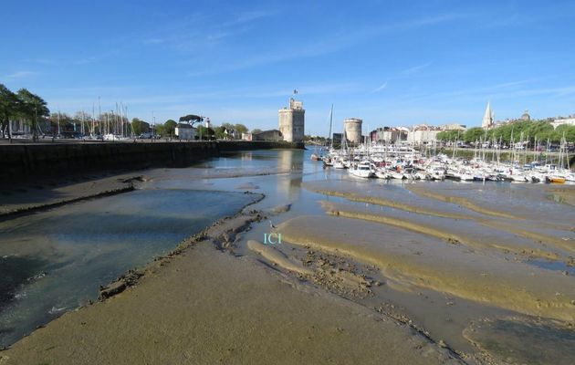 un héron à La Rochelle