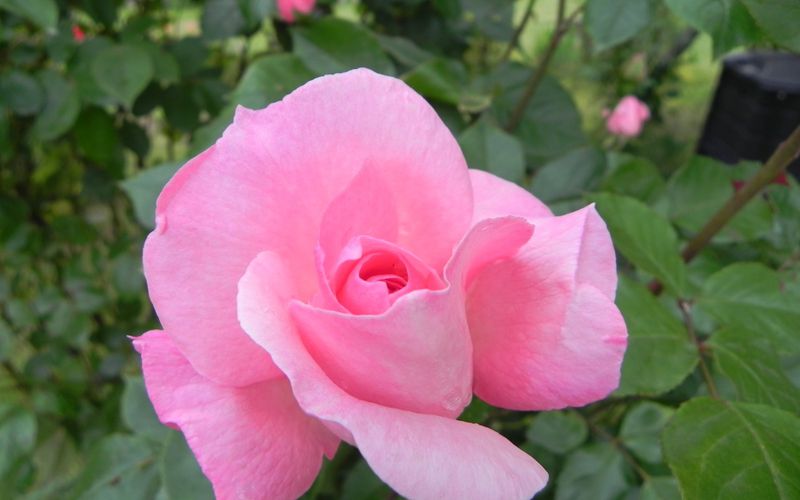 Ma rose du jour ! au jardin