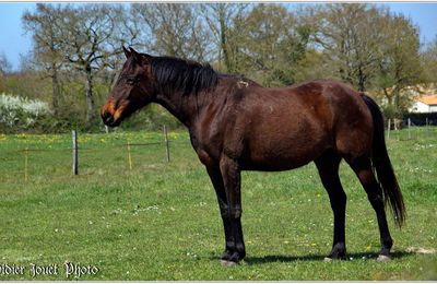 Cheval (3)