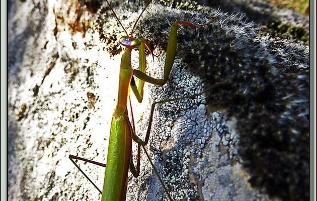 Faune des Pyrénées (Images de mon ancien blog, année 2010)
