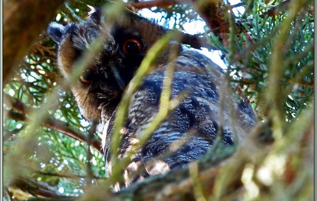 Le regard suspicieux du Hibou moyen-duc - Ars-en-Ré - Île de Ré - 17