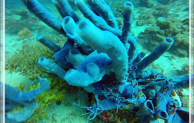 Éponge tubulaire bleue Haliclone pâle, Colonial tube-sponge (Siphonochalina siphonella) - Nosy Mitsio - Madagascar