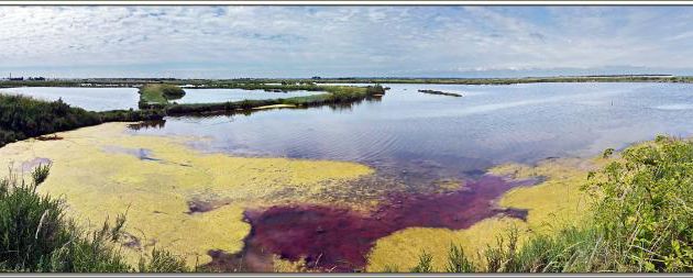 Entre mer et mer : les marais - Ars-en-Ré - Ile de Ré - 17