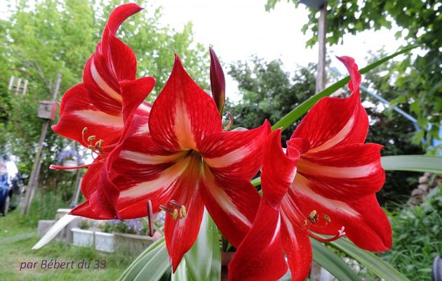 mon amaryllis en fleurs