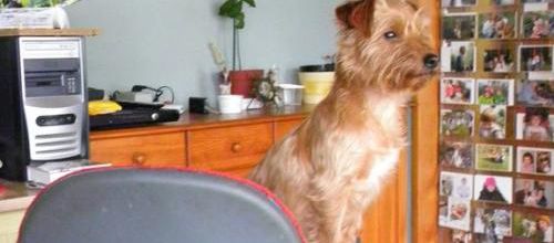 Poussy se chauffe, Woopy surveille le jardin!