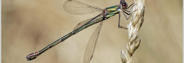 Leste Vert (2) - Chalcolestes viridis / Femelle