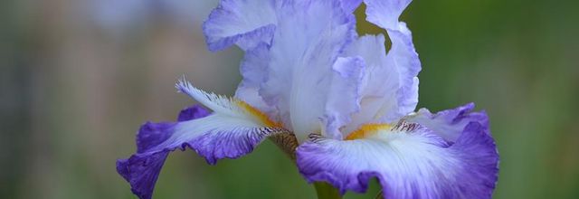 Parc floral de Paris :  Bon premier mai à tous
