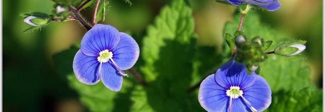 Véronique de Perse (1) - Veronica persica