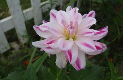 Bulbes d' Eté Versus Bulbes de Printemps, Novembre, le Mois du Grand Changement