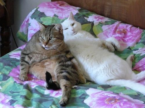 Sieste Caline