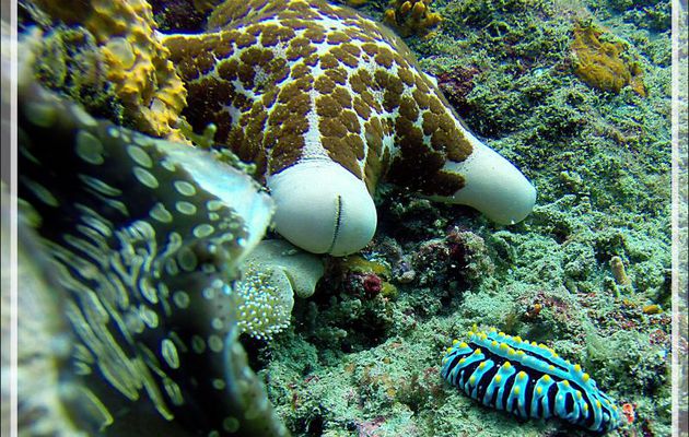 Nudibranche Phyllidie verruqueuse ou tricolore, Three colored phyllidia, Yellow-warted phyllidia (Phyllidia varicosa) - Nosy Mitsio - Madagascar