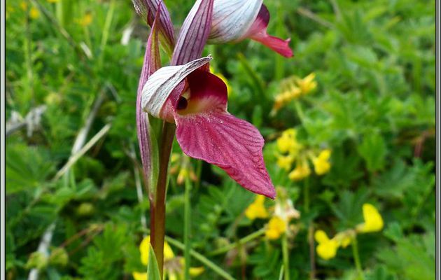 Orchidée Sérapias en langue (Serapias lingua) - Encausse-les-Thermes - 31