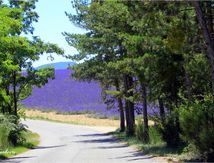 Valensole en fête #3