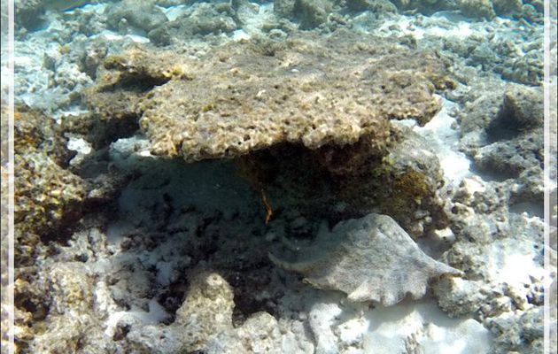 Snorkeling : Strombe araignée commun sebae, Ptérocéne géant, Common large spider conch, Seba's spider conch (Lambis truncata sebae) - Moofushi - Atoll d'Ari - Maldives