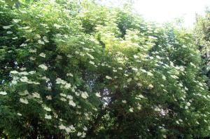 Fleurs de sureau 2010