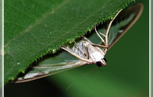 Nouvelle faune des Pyrénées : Le papillon Pyrale du buis (Cydalima perspectalis) - Lartigau - Milhas - 31