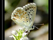 Azuré - Lycaenidae