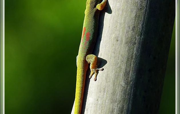 Gecko diurne à poussière d'or (Phelsuma laticauda) - Nosy Be - Madagascar