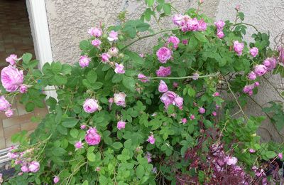 La saison des roses fripées est revenue...