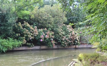 Terra Botanica / Une merveille ces fleurs de lotus !
