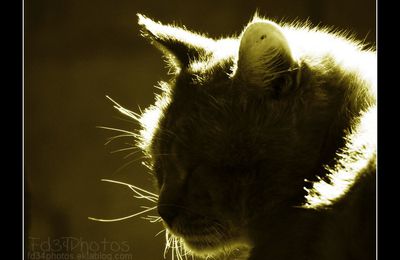Petite sieste (Chez fd34photos)