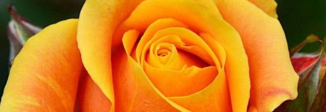 ROSE DE JUIN