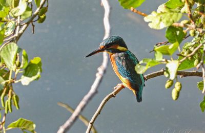 Martin pêcheur (Alcedo atthis)