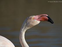 Flamants roses