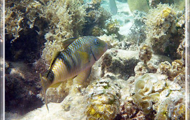 Rouget-barbet à trois bandes, Manybar Goatfish (Parupeneus multifasciatus) - Moorea - Polynésie française