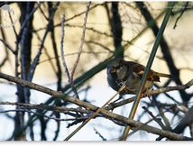Moineau domestique mâle - Passer domesticus