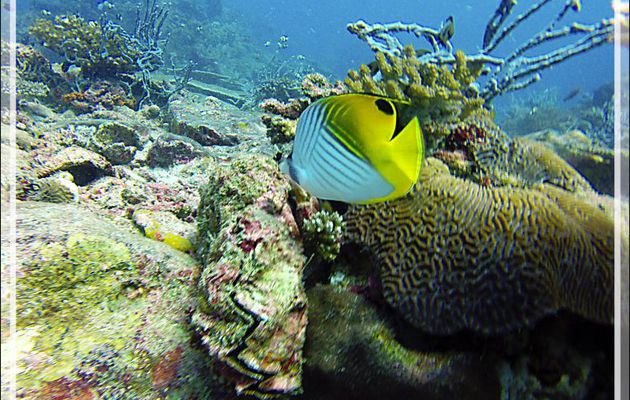 Poisson-papillon cocher ou Chaetodon cocher ou Chaetodon séton, Threadfin butterflyfish (Chaetodon auriga) - Nosy Mitsio - Madagascar