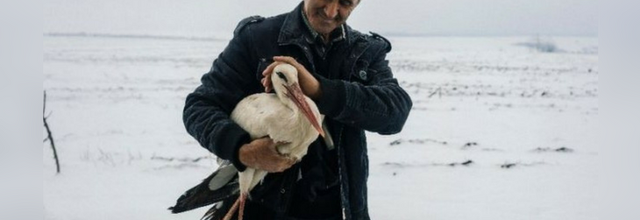 (-*♥*-)  40 cigognes gelées par le froid ont bénéficié de la solidarité de la population  (-*♥*-)
