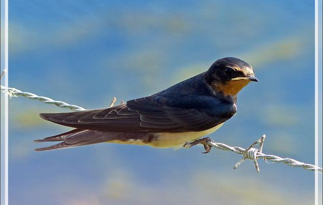 Hirondelle rustique, Barn Swallow (Hirundo rustica) - La Couarde-sur-Mer - Ile de Ré - 17