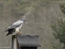 Buse aguia (Geranoaetus melanoleucus), dite aussi Buse bleue