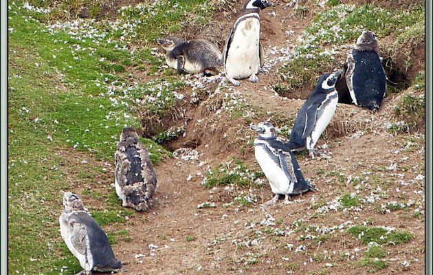 Manchots de Magellan (Spheniscus magellanicus) devant leurs terriers - Saunders Island - Falkland Islands, Iles Malouines, Islas Malvinas