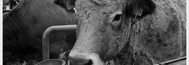 Salon de l'Agriculture 2011