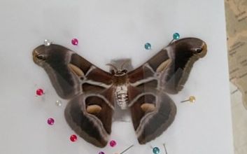Bombyx Eri 