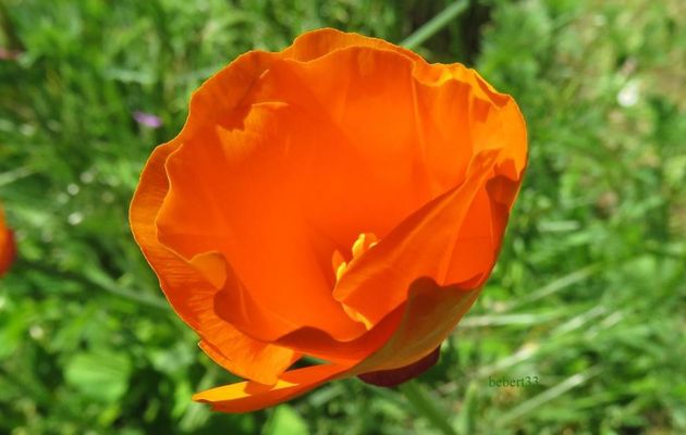 mes fleurs du jardin