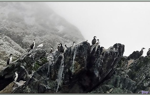 On trouve aussi des colonies de Cormorans impériaux - Cooper Bay - Géorgie du Sud
