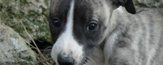 Quelques uns des bébés de Cordo et Anastasia