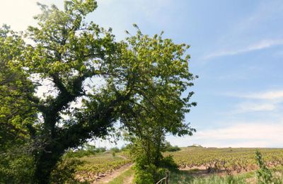 Villié Morgon dans le Beaujolais..